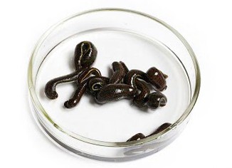 Lipitori medicinale disponibile pentru comandă